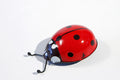 Tin Toy ladybird