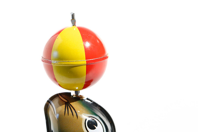 Close up of sea lion with ball tin toy